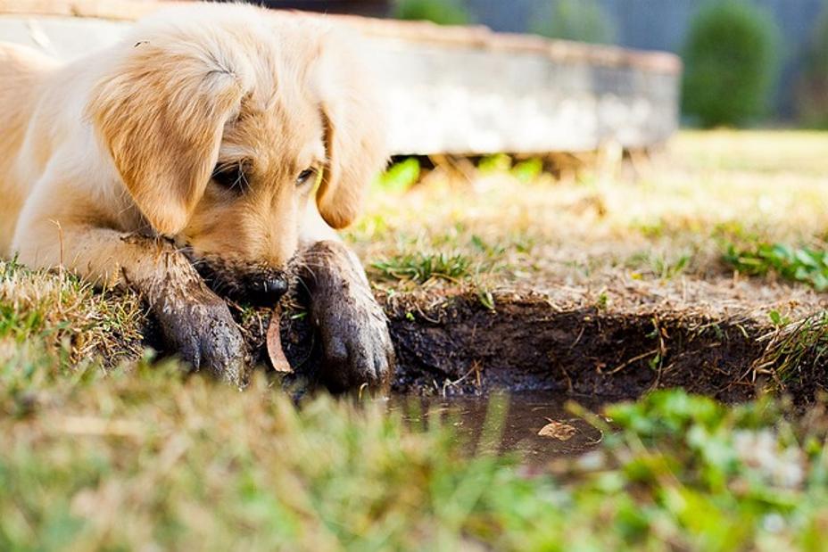 Can Puppies Have Greenies? A Complete Guide